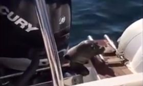 Φώκια ανεβαίνει σε βάρκα για να γλυτώσει από φάλαινες (vid)